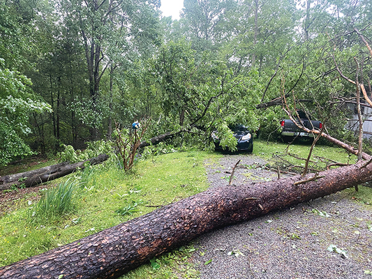 This is some of the storm damage on property owned by county economic development chief Dana Cronkhite’s family.  DANA CRONKHITE PHOTO