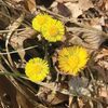 ‘Coltsfoot or Tussilago farfara is a common plant in North and South America where it has been introduced, most likely by settlers as a medicinal item,’ Long Ridge’s Wayne Riner says of this image. ‘It’s found along county roads that are exposed to lots of sunlight.’  WAYNE RINER PHOTO
