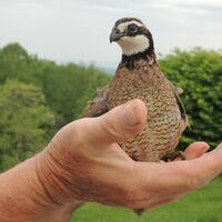 From 2017:
Genevie and Wayne Riner of Long Ridge raised a few quail from eggs and released them a few weeks ago. But they still hang around their house and yard area, the Riners report, with sweet photographs of their new friends.  They like to hide under flowers in their flower garden or their flower pots.  One Bobwhite quail has been hanging around for going on three years, and is known to light on Mr. Riner's hand or help himself to the computer in the Riner workshop. He thinks he is the boss of the workshop and pecks at Mr. Riner's shoes at times. The Riners have more little ones they will be raising, hatched from a neighbor who is raising quail and other birds to release them.  The new babies are white quail and are said to be quite tame.  The Riners were told they were developed by Texas A and M.