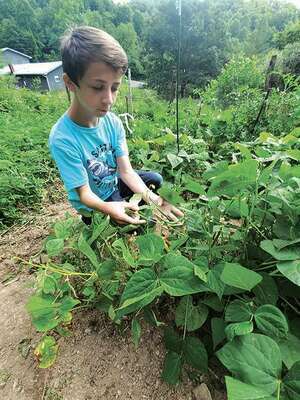 Aydan Perrigan was among several kids who signed up for a 4-H mini-garden project during the spring. He was the only participant who raised beans on the vine.