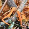 Long Ridge resident Wayne Riner says in the elf stage, the eastern newt’s body is orange, bright to dull red or brownish, with lighter spots encircled by black. Small black specks are scattered on its sides and back.  WAYNE RINER PHOTO
