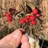 Trailside Snacks: Teaberries are found along trails and locations that have full sun. They are edible with a light sweet minty taste. The leaves and branches make a fine herbal tea, through normal drying and infusion process.